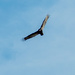 Turkey Vulture (watch you pets) by joansmor