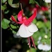 Our Fuchsia Blossomed into a Dancing Ballerina by markandlinda