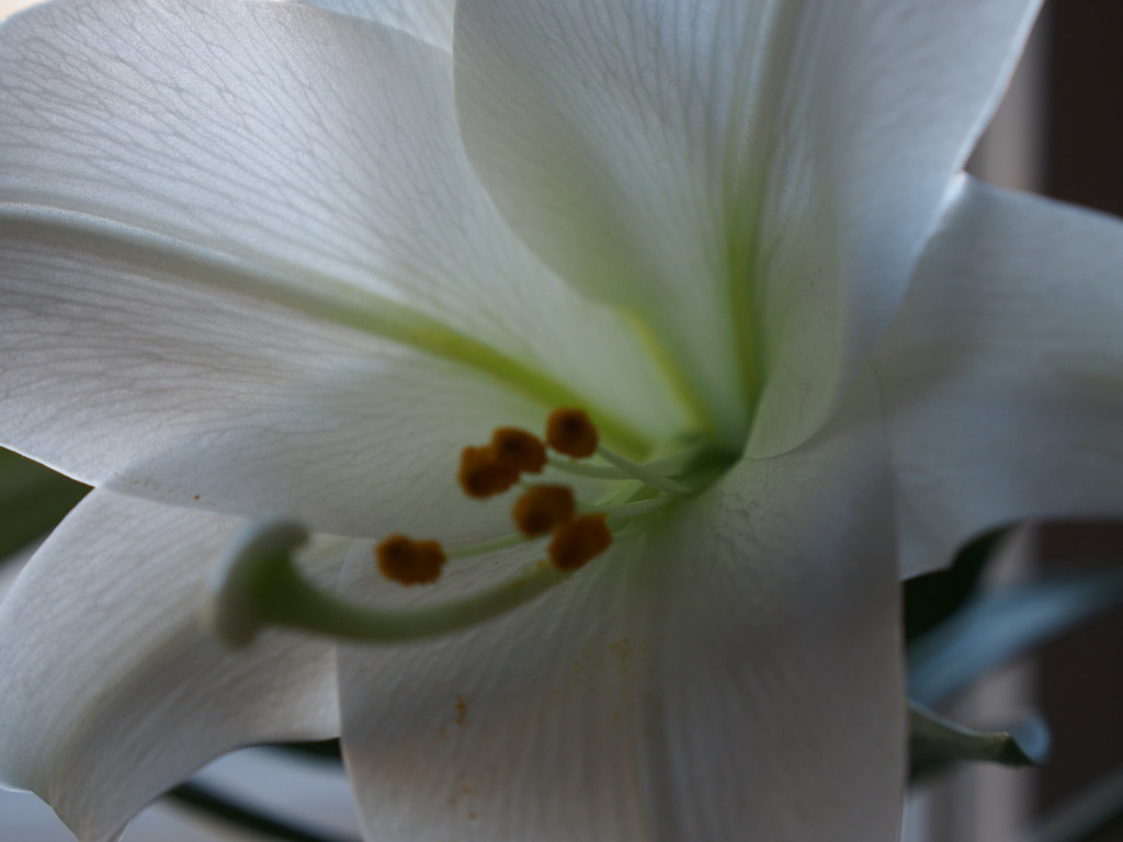 Easter Lily by selkie