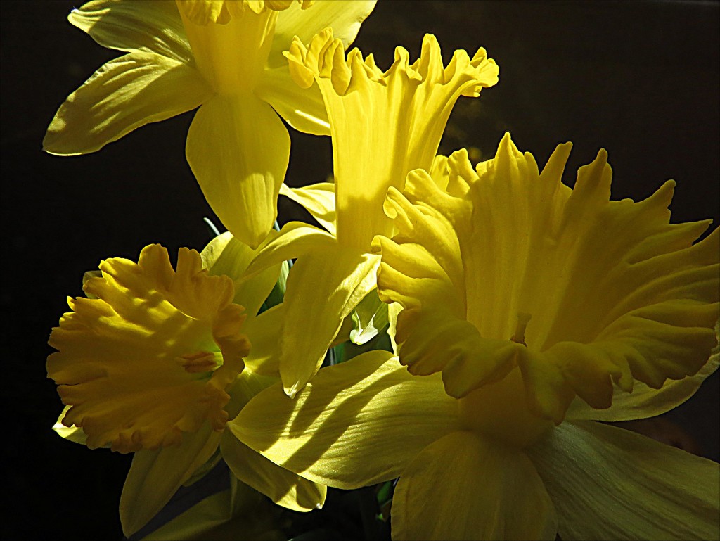 Daffodils for Narlene by olivetreeann