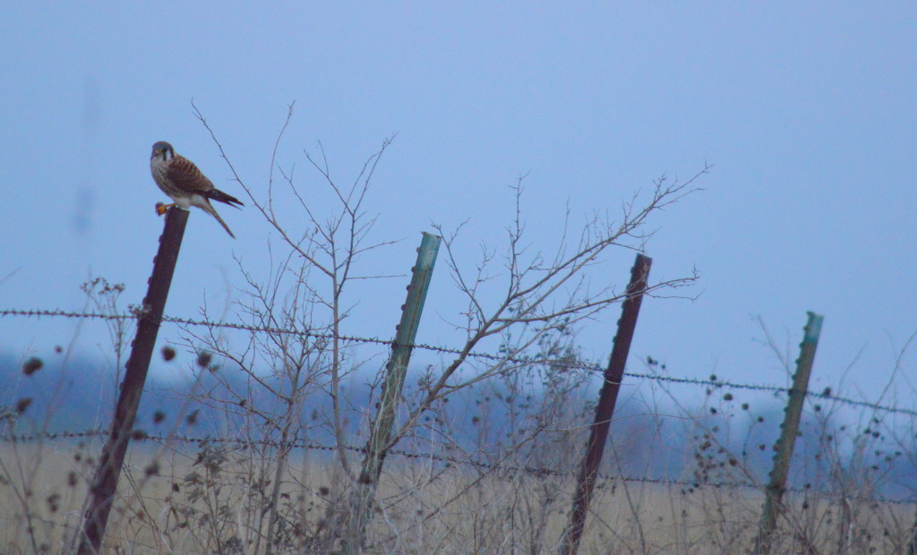 American Kestrel on Barbed-Wire Fence by kareenking