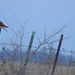 American Kestrel on Barbed-Wire Fence by kareenking