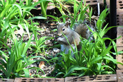 28th Mar 2015 - Squirrel in Iris