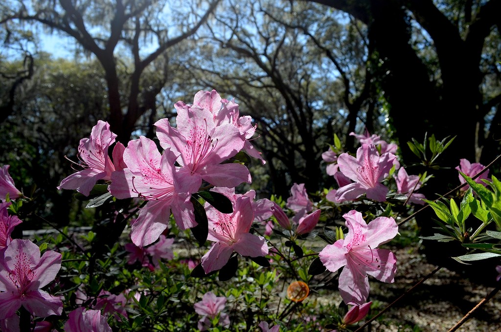 Azaleas, Charles Towne Landing State HIstoric Site, Charleston, SC by congaree