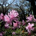 Azaleas, Charles Towne Landing State HIstoric Site, Charleston, SC by congaree