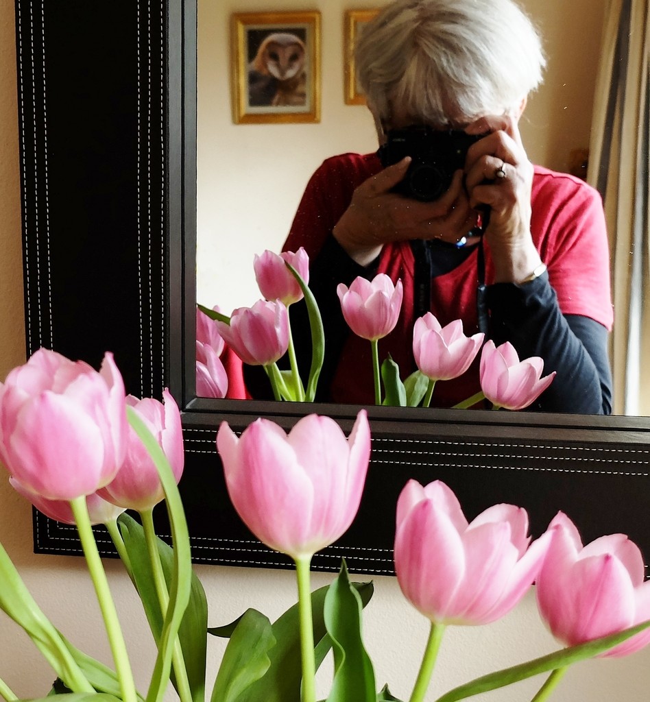 shooting tulips  by quietpurplehaze