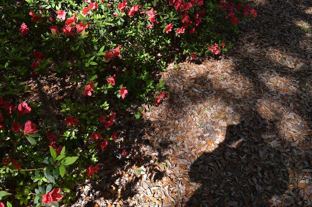 Azaleas and my shadow by congaree