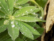 2nd Apr 2015 - Raindrops on lupin