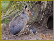 2nd Apr 2015 - Mara And Baby