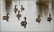 31st Mar 2015 - Canada Geese