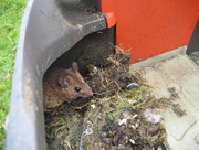 11th Apr 2014 - mouse nest