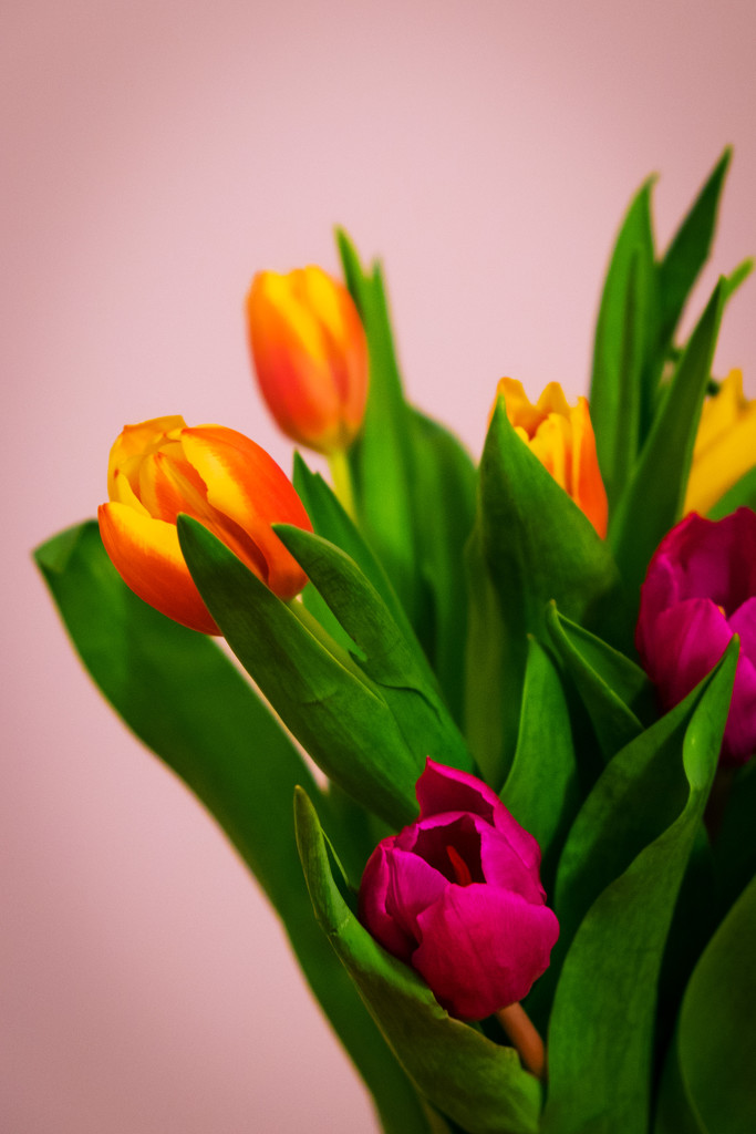 Day 074, Year 3 - Two-Minute Tulips by stevecameras