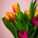 Day 074, Year 3 - Two-Minute Tulips by stevecameras