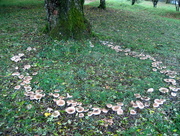 22nd Oct 2013 - Fairy ring