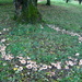 Fairy ring by steveandkerry