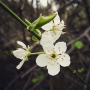 2nd Apr 2015 - Blossom