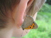 21st Aug 2013 - Small copper ear ring