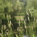Pond by steveandkerry
