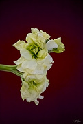 29th Mar 2015 - Retirement Bouquet