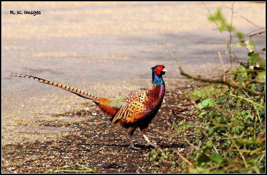 Pleasant Pheasant by rosiekind