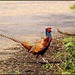 Pleasant Pheasant by rosiekind