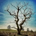 The oldest tree... by jack4john
