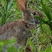 Easter Bunny Sighting by peggysirk
