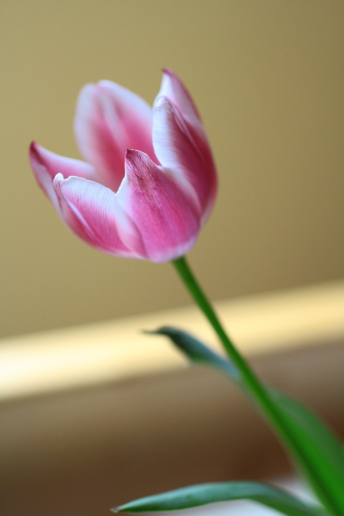 Tulip by sarahlh