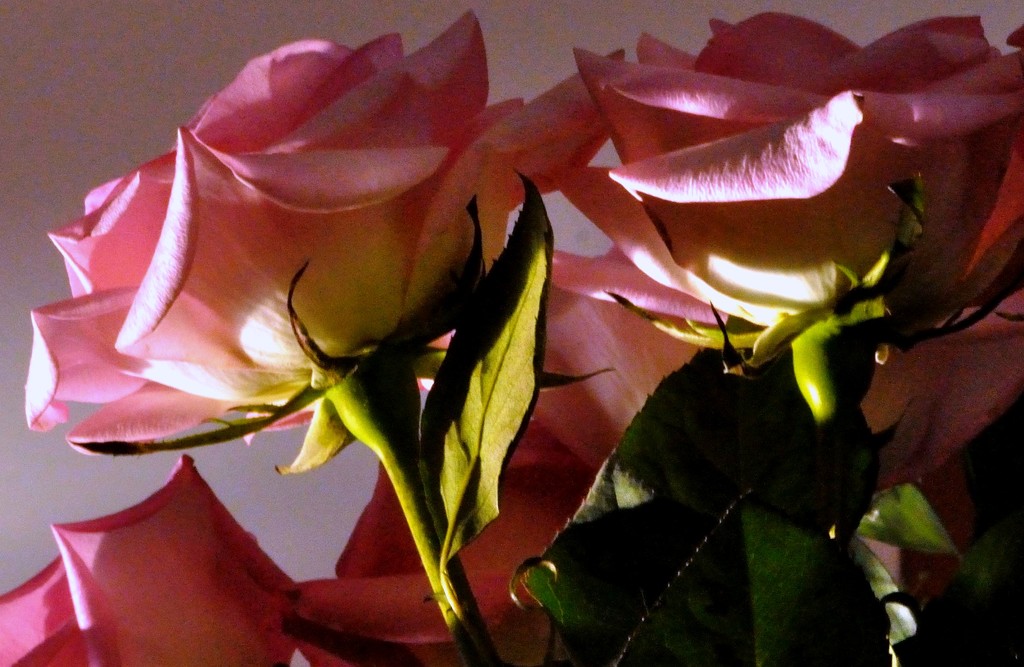 Sunlit Roses by dianen
