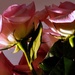 Sunlit Roses by dianen