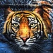 Tiger Tiger by rich57