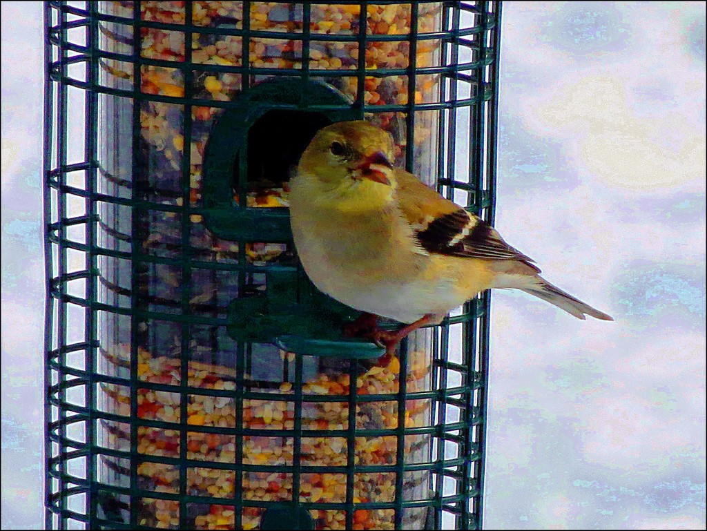 Goldfinch by olivetreeann
