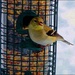 Goldfinch by olivetreeann
