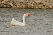 2nd Apr 2015 - Chinese Goose