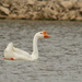 Chinese Goose by kareenking