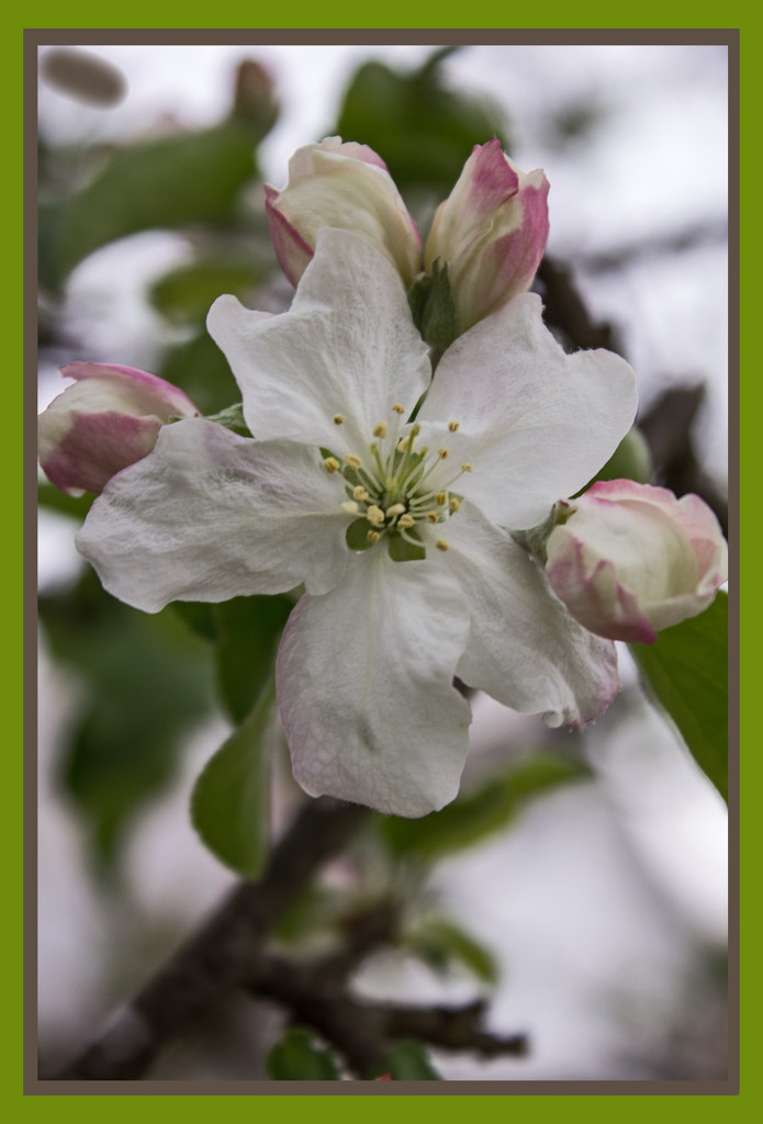 Apple Blossoms by randystreat