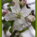 Apple Blossoms by randystreat