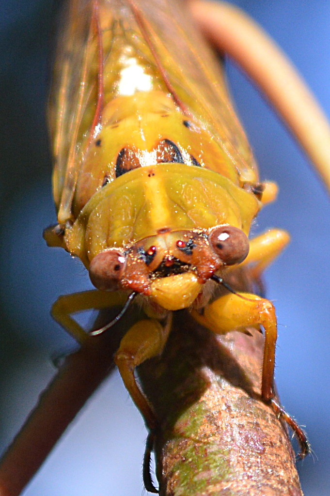 Yellow Cicada by nickspicsnz