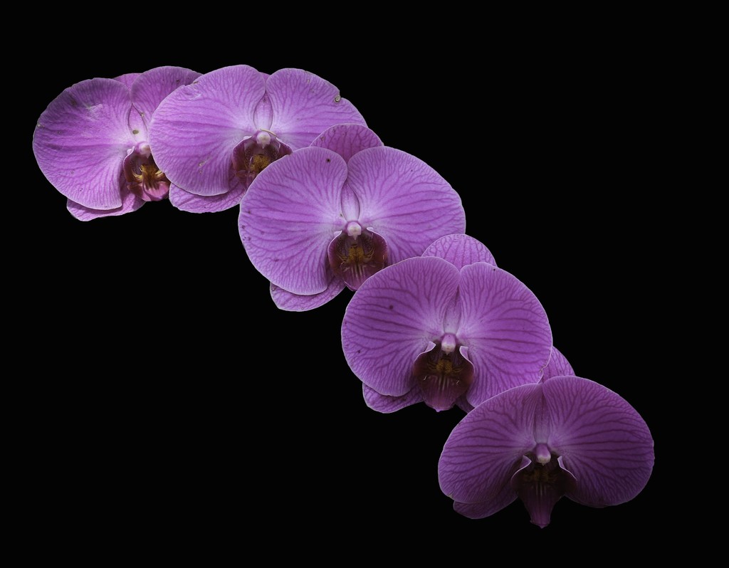 Orchid beauty by flyrobin