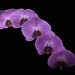 Orchid beauty by flyrobin