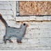 Hot Tin Cat on a Wall by aikiuser