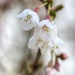 Blossom 2 by shepherdmanswife