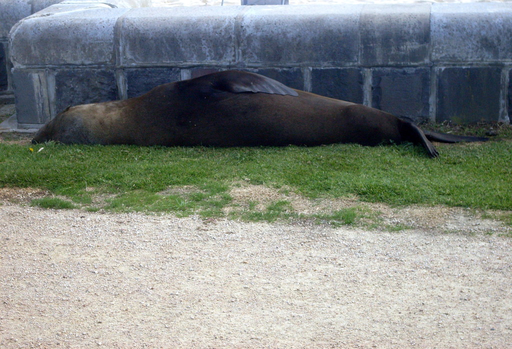 Wild seal resting behind sea wall by marguerita