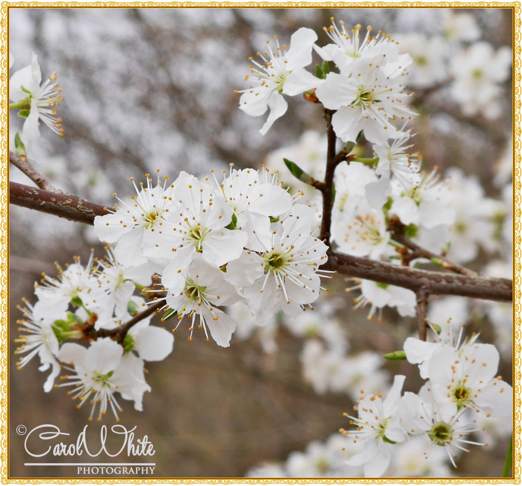 Blossom Time by carolmw
