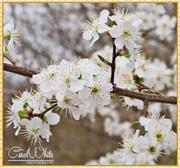 3rd Apr 2015 - Blossom Time