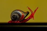 31st Mar 2015 - RED SNAIL