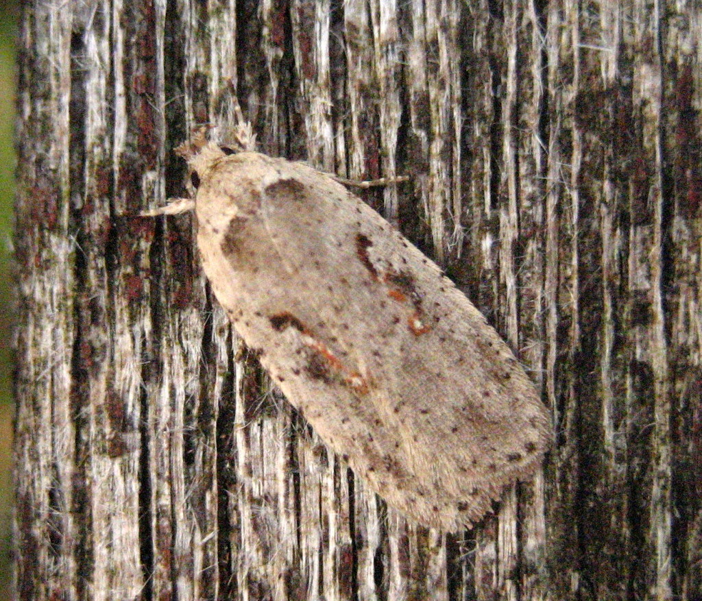 Red Letter Flat body (Agonopterix ocellana) by steveandkerry