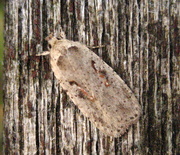 3rd Apr 2015 - Red Letter Flat body (Agonopterix ocellana)