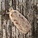 Red Letter Flat body (Agonopterix ocellana) by steveandkerry