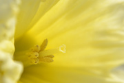 2nd Apr 2015 - Daffodil 